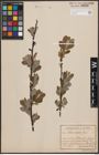 Foto von Salix cinerea L.